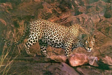 چِٽو شينهن          Leopard - Panthera  pardus -
